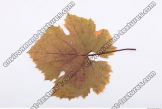 Leaves Dead 0041